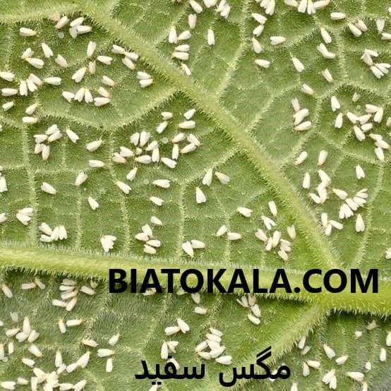 سم برای مگس های سفید